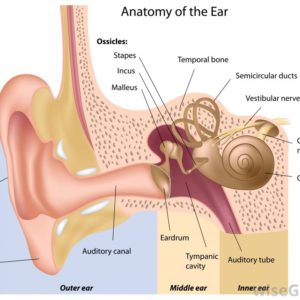 ear-diagram-chart